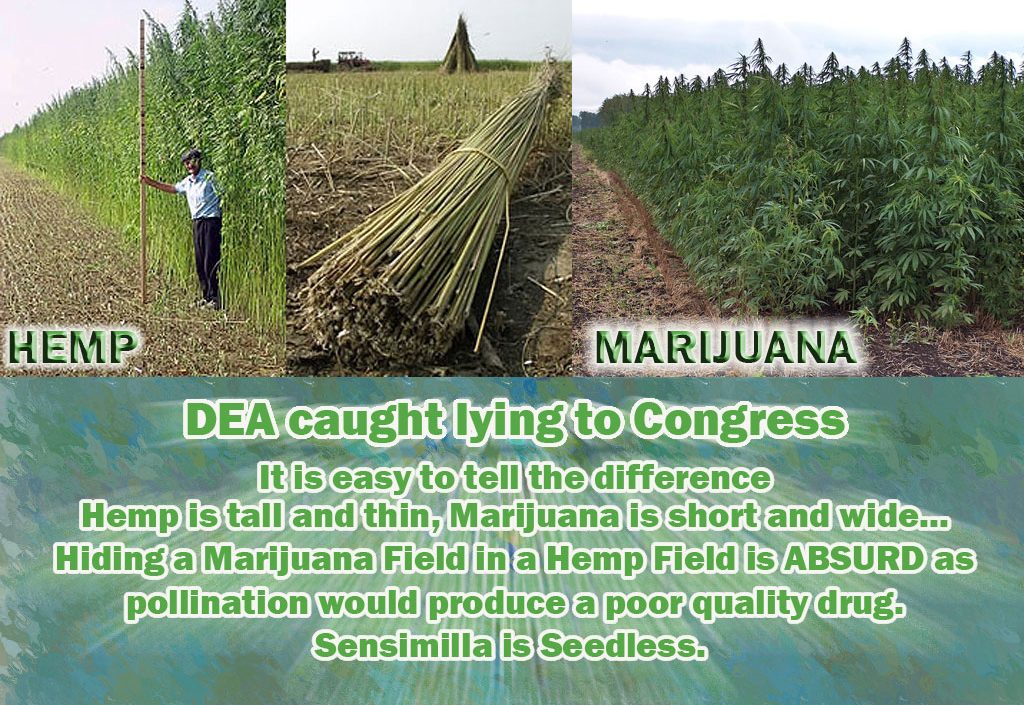 Got Extra Medical Marijuana Seeds?